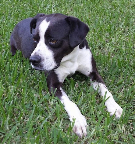 The front right side of a black with white Bosmaraner that is laying on grass and it is looking to the left.