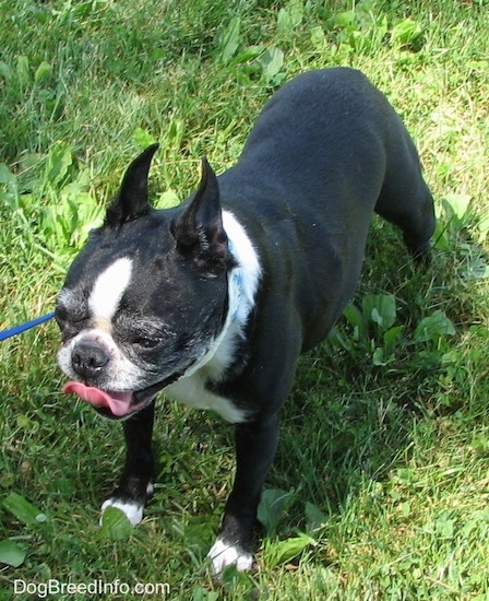 Molly the Boston Terrier standing on grass with her mouth open and tongue out