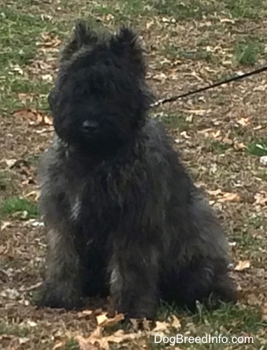 Molly the Bouvier des Flandres Puppy sitting outside in the grass while on a black leash