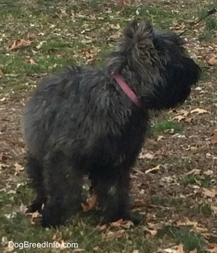 Molly the Bouvier des Flandres looking over to the person holding his leash