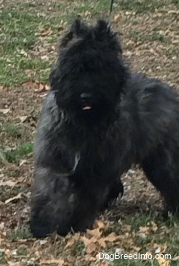 Molly the Bouvier des Flandres Puppy running in leaves and its tongue is out