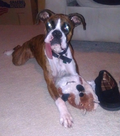 Stoney the Boxer laying on a carpeted floor with a plush toy between her paws and a black slipper next to her with several inches of tongue hanging ouf of the left side of her closed mouth
