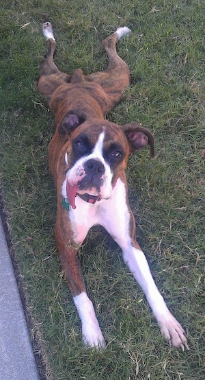 Stoney the Boxer is laying outside next to a sidewalk with several inches of tongue hanging out of the left side of her closed mouth