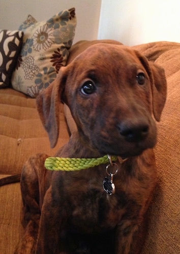 A brown brindle Boxerman puppy is sitting against the back of a couch and there are pillows behind it. Its head is slightly tilted to the left.