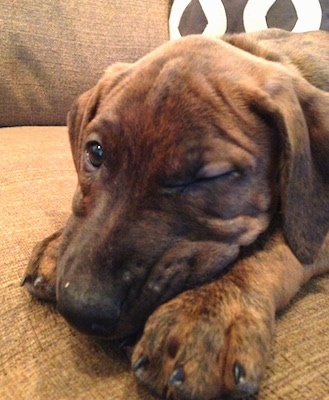 Close up - A brown brindle Boxerman puppy is laying down across a couch with one eye open.
