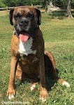 Bruno the Boxer is sitting outside in grass with his tongue out and mouth open