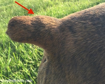 Close Up - Lump at the base of Bruno's tail