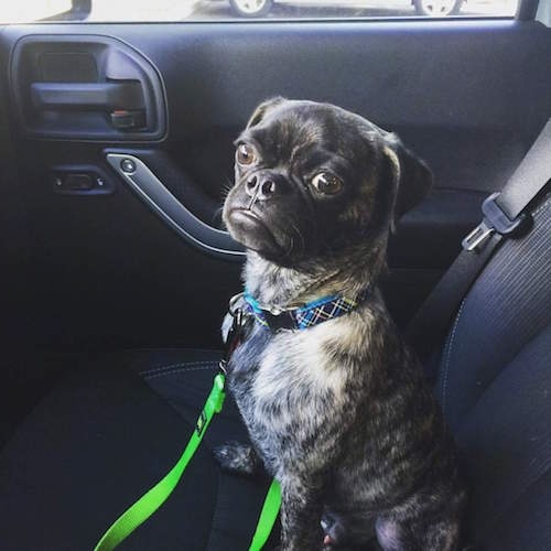 Jake the Buggs sitting in the front seat of a car with a bright green leash snapped to his collar