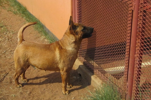 The right side of a brown Bull Chow Terrier that is standing across dirt and it is looking through a red fence.