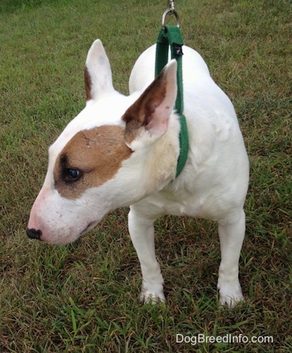 Herbert the Bull Terrier standing outside in grass wearing a green collar with his head turned to the left