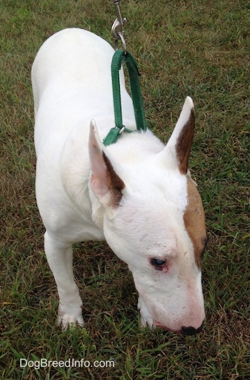 Herbert the Bull Terrier standing outside while on a leash looking down sniffing the grass