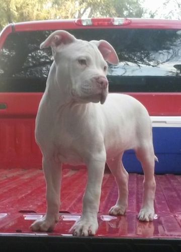 The front left side of a white Bullboxer Pit puppy that is standing on a truck bed and it is looking to the right.