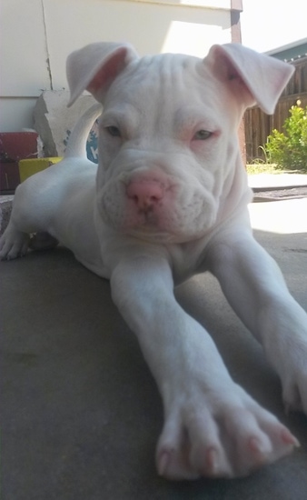 albino blue nose pitbull