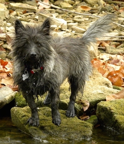 Bonnie the Cairn Terrier is standing on a mossy rock that is in a small stream with other rocks behind her