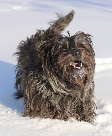 Bonnie the Cairn Terrier is standing in snow and looking up with its mouth open
