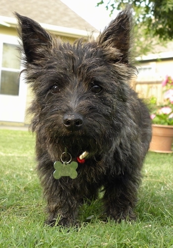 Bonnie the Cairn Terrier as a Puppy is standing outside in front of a house and walking towards the camera holder with an outdoor flower pot on the ground in the background