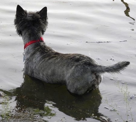 Bonnie the Cairn Terrier is wearing a red collar standing in a body of water with its back to the camera