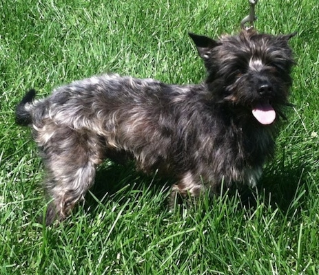 Scottie the Cairn Terrier is standing outside and looking towards the camera holder with its mouth open and tongue out