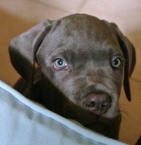 Khan the Cane Corso Italiano puppy is sitting very close to a light blue couch cushion and looking up
