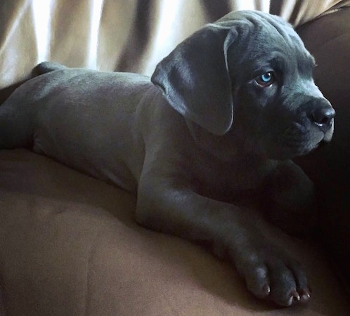 Khan the Cane Corso Italiano puppy is laying on a couch and looking to the right
