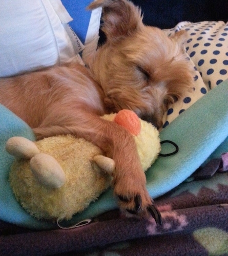 Desmosedici the Carkie sleeping on a bed with its paw over a plush duck toy