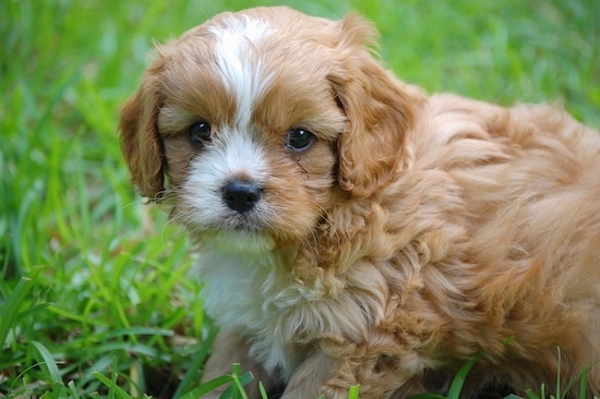 Close up side view - A thick, wavy coated, tan with white Cavapoo puppy is standing across grass looking at the camera. Its coat looks soft. Its eyes and nose are black.
