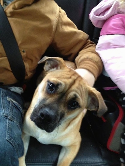 Riley the Cheagle laying in a car in between two children with its head tilted to the right
