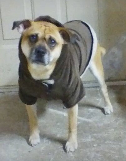 Riley the Cheagle wearing a brown hoodie jacket and standing in front of a door and looking at the camera holder
