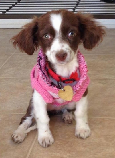 Ripley the Chi-Spaniel as a puppy is wearing a pink sweater and sitting on a tan tiled floor