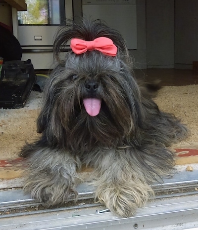 Izzy the Chinese Imperial Dog is laying inside of an open doorway facing the outside with its mouth open and tongue out. There is a red ribbon in her hair
