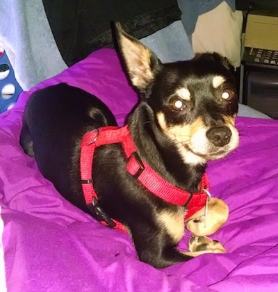 Roscoe the black and tan Chipin is laying on a bright violet blanket. Roscoe is wearing a red harness and looking back at the camera holder