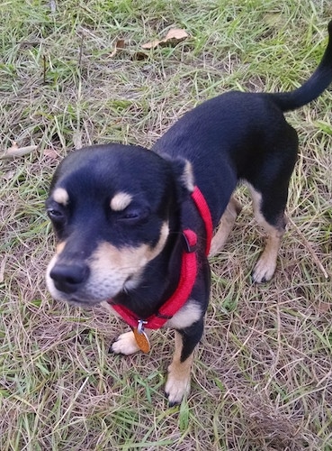 Roscoe the black and tan Chipin is wearing a red harness while standing outside in brown and green grass