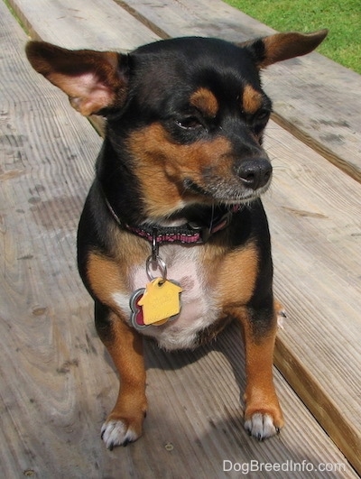 Dolly the black and tan Chiweenie is sitting outside on a wooden picnic table with lots of dog tags on its pink and black collar