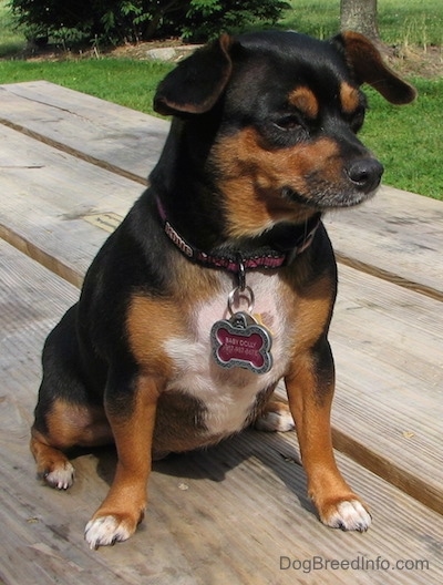 Dolly the black and tan Chiweenie is sitting outside on a wooden picnic table and she is looking to the right
