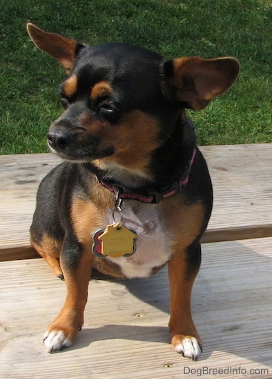 Dolly the black and tan Chiweenie is sitting outside on a wooden picnic table with lots of dog tags hanging from her pink and black collar and looking to the left