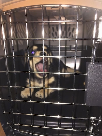 Bandit the Chiweenie is laying in the back of his dog crate and yawning