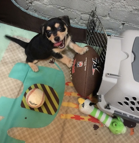 Bandit the Chiweenie puppy is inside of a play area were there is a football, a baseball, an Angry Bird plush toy and a dog carrying crate