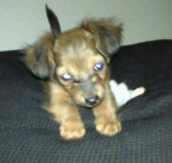 Chewbacca the Chiweenie as a puppy play bowing on a bed next to a white tissue