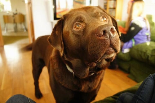 Close Up view from the front with the focal point on the face- A chocolate Labrador Retriever is standing on a hardwood floor in front of a person on top of a couch