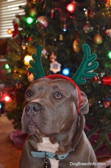 A grey with white American Pit Bull Terrier is wearing a pair of reindeer antlers in front of a Christmas Tree.