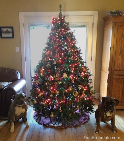 A Christmas tree is in front of a door. It is flanked by a blue nose brindle Pitbull Terrier and a brown with white boxer who are both sitting on a hardwood floor.