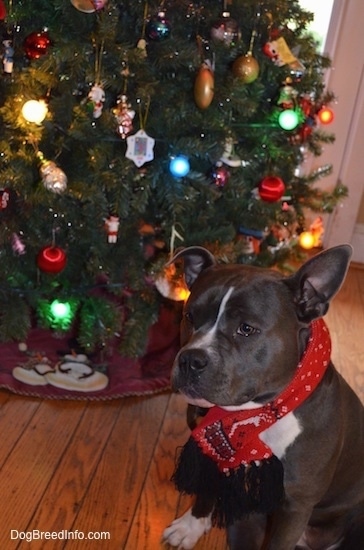 A blue with white American Bully is wearing a red scarf sitting on a hardwood floor in front of a Christmas tree.