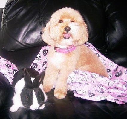 Cinda the Cockapoo is laying on a pink blanket with black and white skulls all over it. There is a black and white rabbit next to her on a black leather couch
