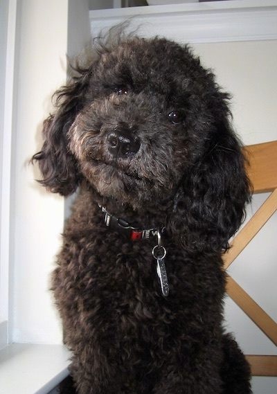 Jett the black Cockapoo sitting in a house next to a white window sill with his head cocked slightly to the side