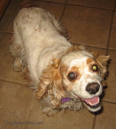A white and tan ticked Cocker Spaniel dog standing on a tan tiled floor looking up with a smile on her face
