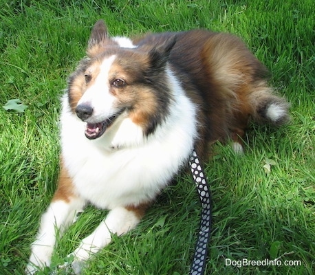 Finley the Collie is laying in grass with a black with white polka dot leash connected to his collar and looking slightly to the left