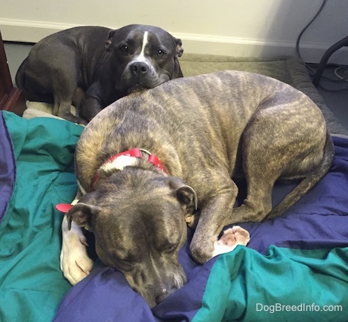 Mia the blue-nose American Bully is laying on a dog bed behind Spencer the Pit Bull Terrier who is sleeping on a blue and green blanket