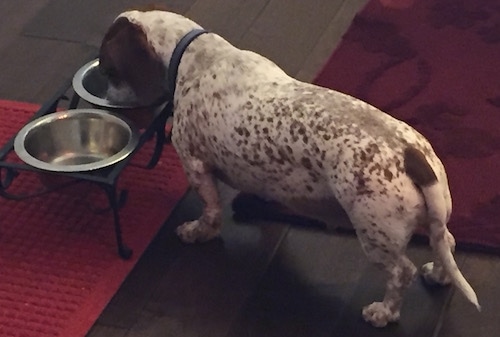 Blue the white with brown spotted piebald Dachshund is eating food out of a dog bowl