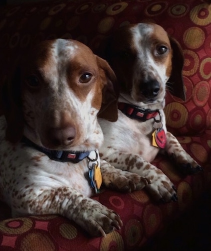 Two brown amd white spotted piebald Dachshunds are laying on a bed next to each other
