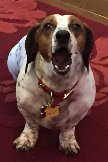 Red the brown and white spotted piebald Dachshund is sitting on a rug and in the middle of a bark
